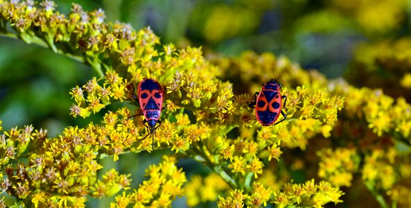 Close up insect photo animals
