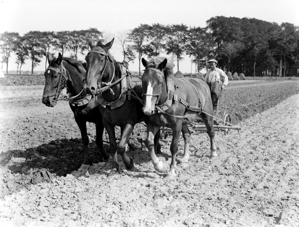 Een boer ploegt met behulp van drie paarden handmatig de akker om, Bestanddeelnr 190-1016