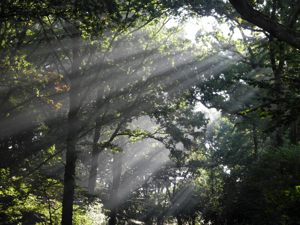 Please appreciate sunbeam deciduous forest