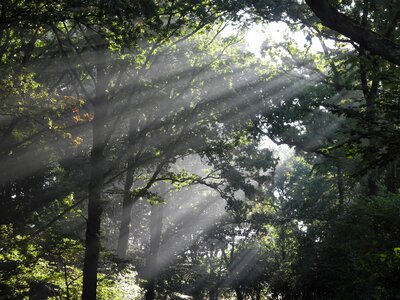 Please appreciate sunbeam deciduous forest