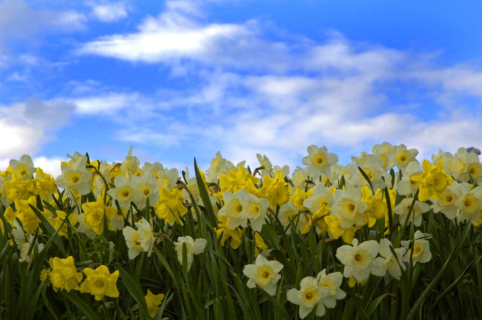 Easter lilies flowers yellow