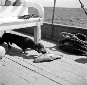 Een hond met een vis aan boord van een schip in de Fuikbaai, Bestanddeelnr 252-3030