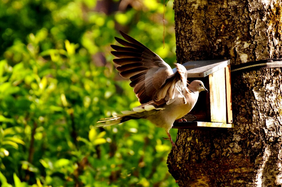 Birds feather animal