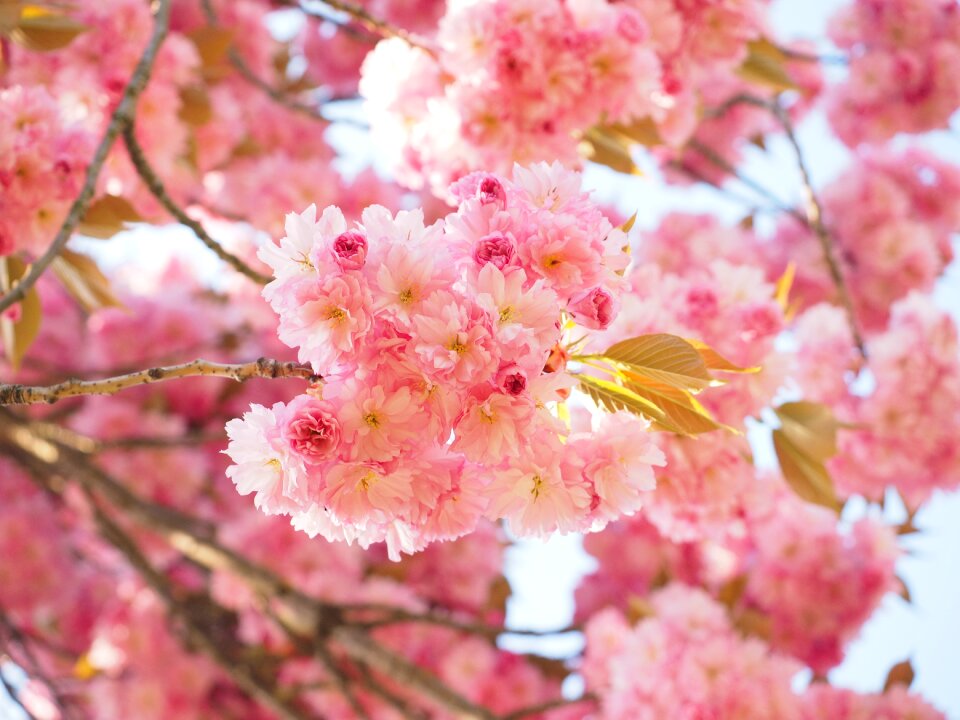 Blossom bloom japanese flowering cherry