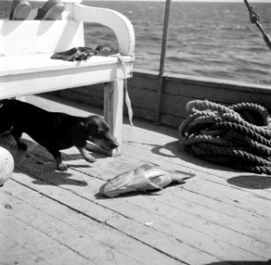 Een hond met een vis aan boord van een schip in de Fuikbaai, Bestanddeelnr 252-3029