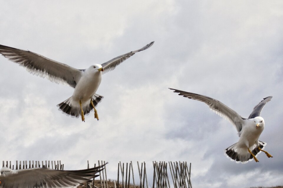 Sea gull seagull seabird