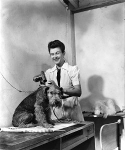 Een hond wordt drooggeföhnd in een trimsalon, Bestanddeelnr 901-2611