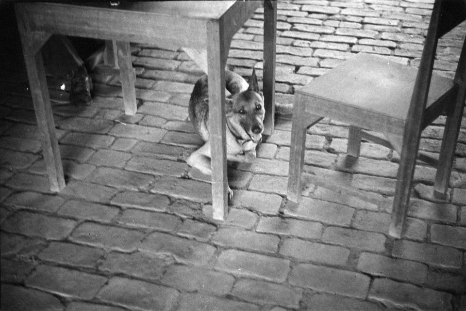 Een hond ligt onder een tafel op een stenen vloer, Bestanddeelnr 213-2-3