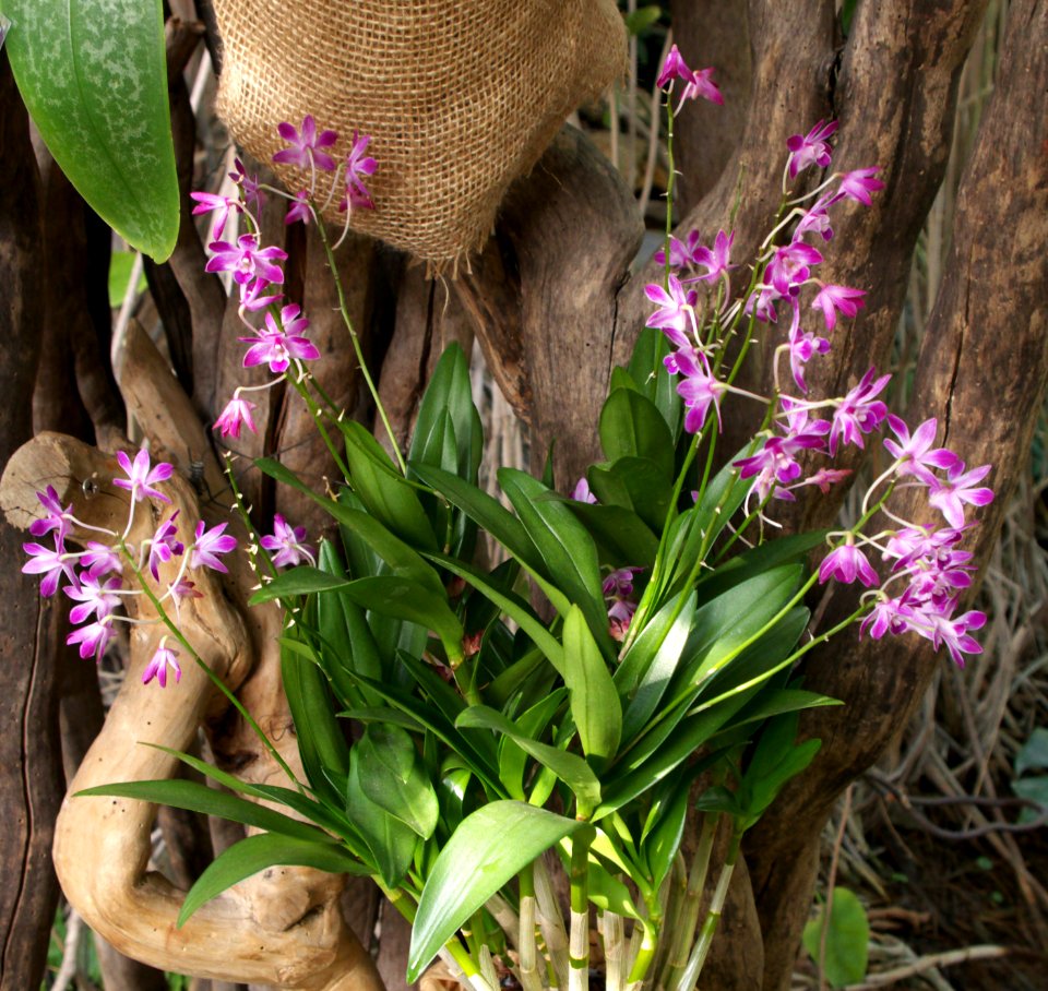 Exposition mille et une orchidées 5