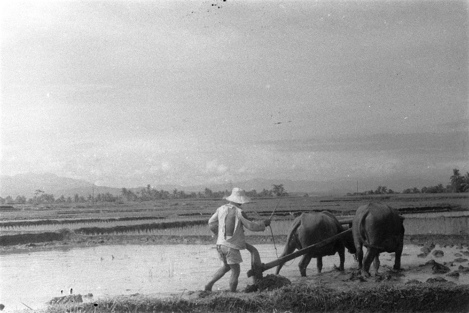 Een Indonesiër bewerkt de rijstvelden met karbouwen, Bestanddeelnr 107-6-5
