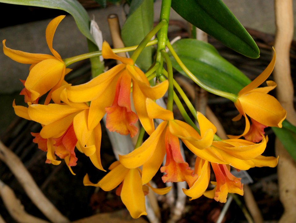 Exposition mille et une orchidées 6