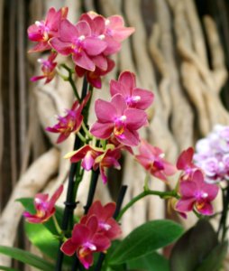 Exposition mille et une orchidées 4