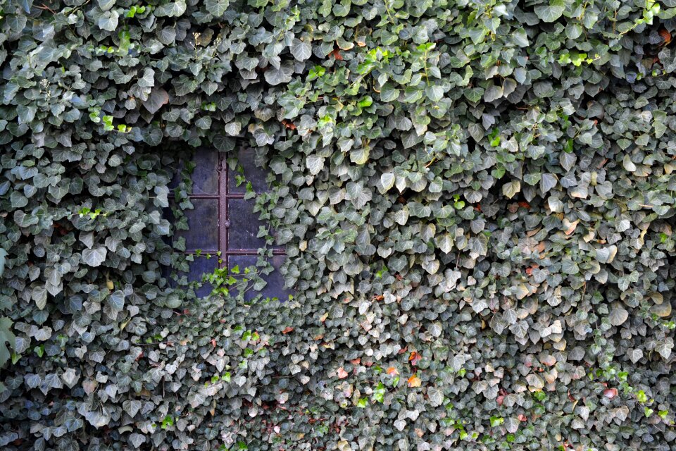 Ingrowing background facade