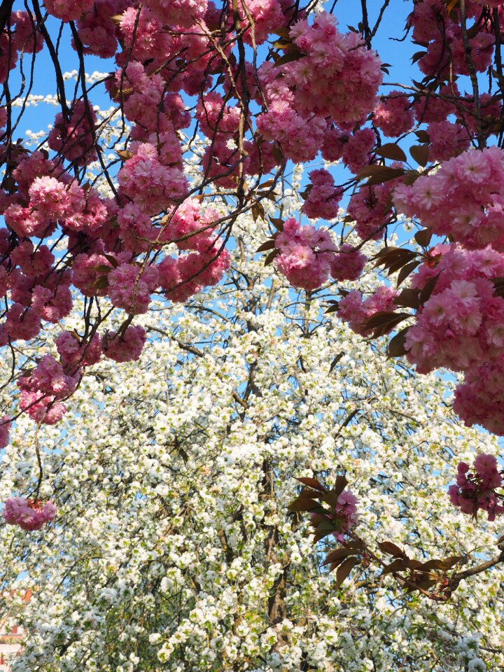 Blossom bloom japanese flowering cherry