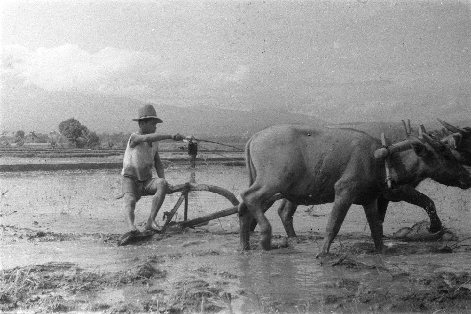 Een Indonesiër bewerkt de rijstvelden met karbouwen, Bestanddeelnr 107-1-1