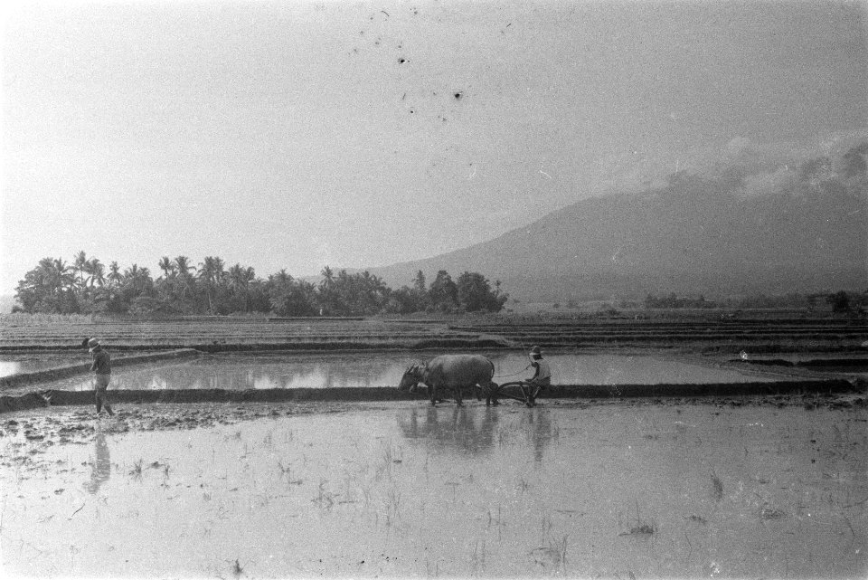 Een Indonesiër bewerkt de rijstvelden met karbouwen, Bestanddeelnr 107-1-2