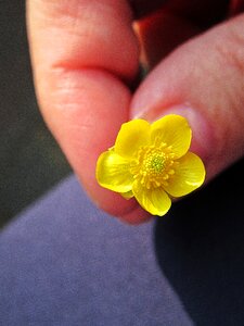 Petals for you spring photo