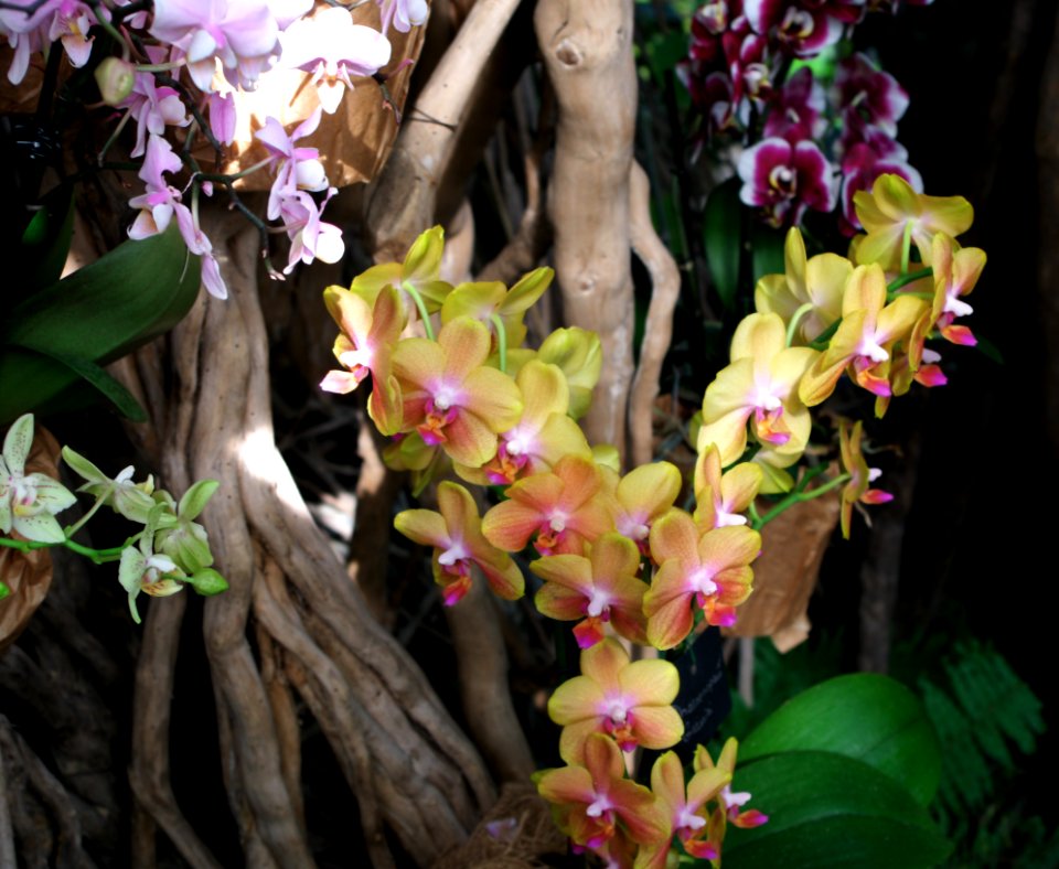 Exposition mille et une orchidées 9