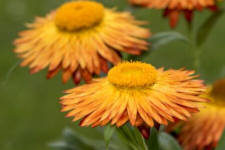 Background yellow plant