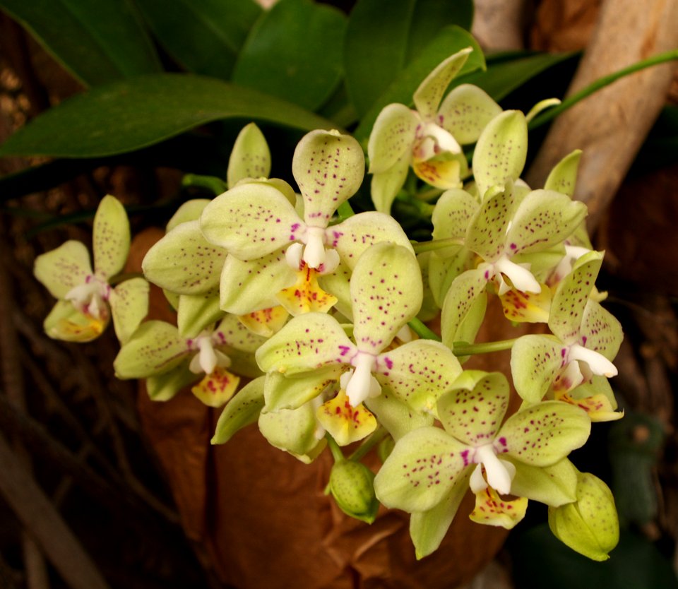 Exposition mille et une orchidées 7