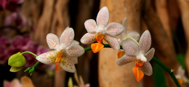 Exposition mille et une orchidées 1