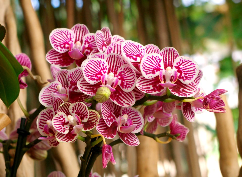 Exposition mille et une orchidées 8