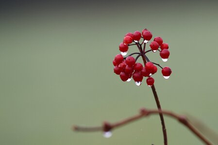 Close up dew dewdrop photo