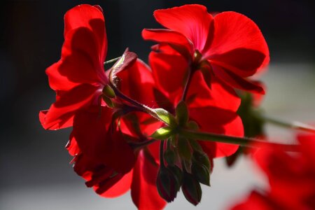 Red flower geranium photo