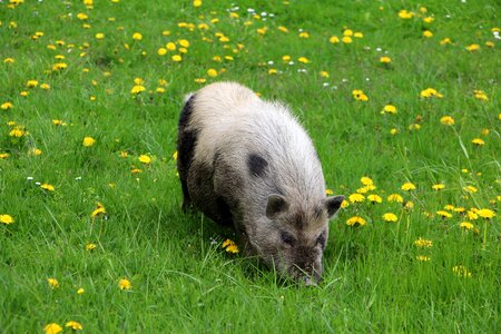 Pig meadow dandelion