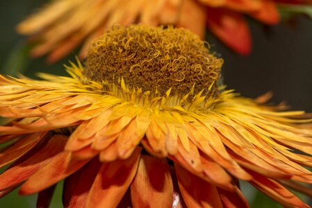 Background yellow plant