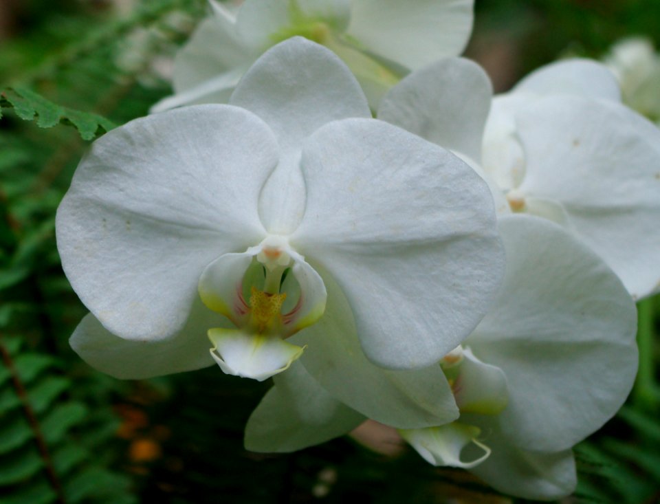 Exposition mille et une orchidées 2
