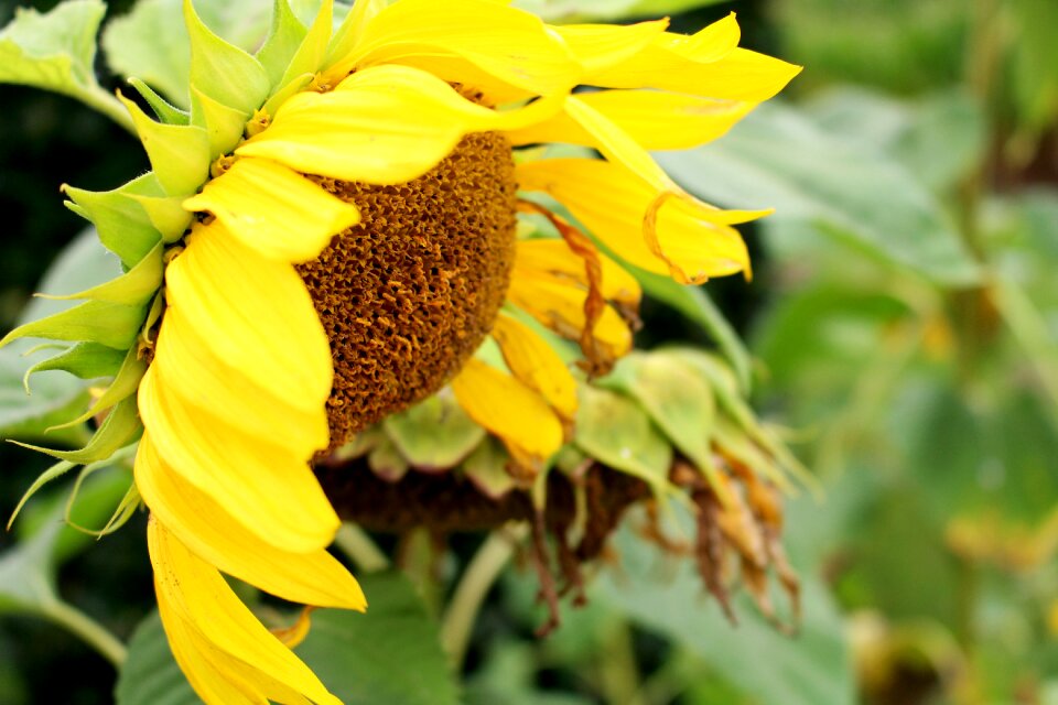 Yellow flower blossom bloom
