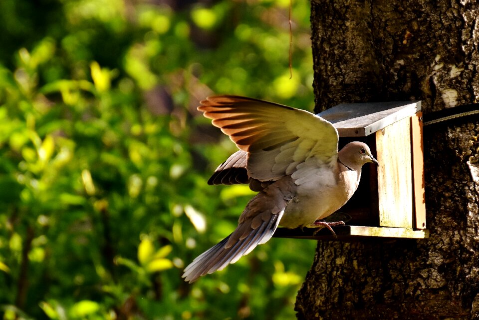 Birds feather animal