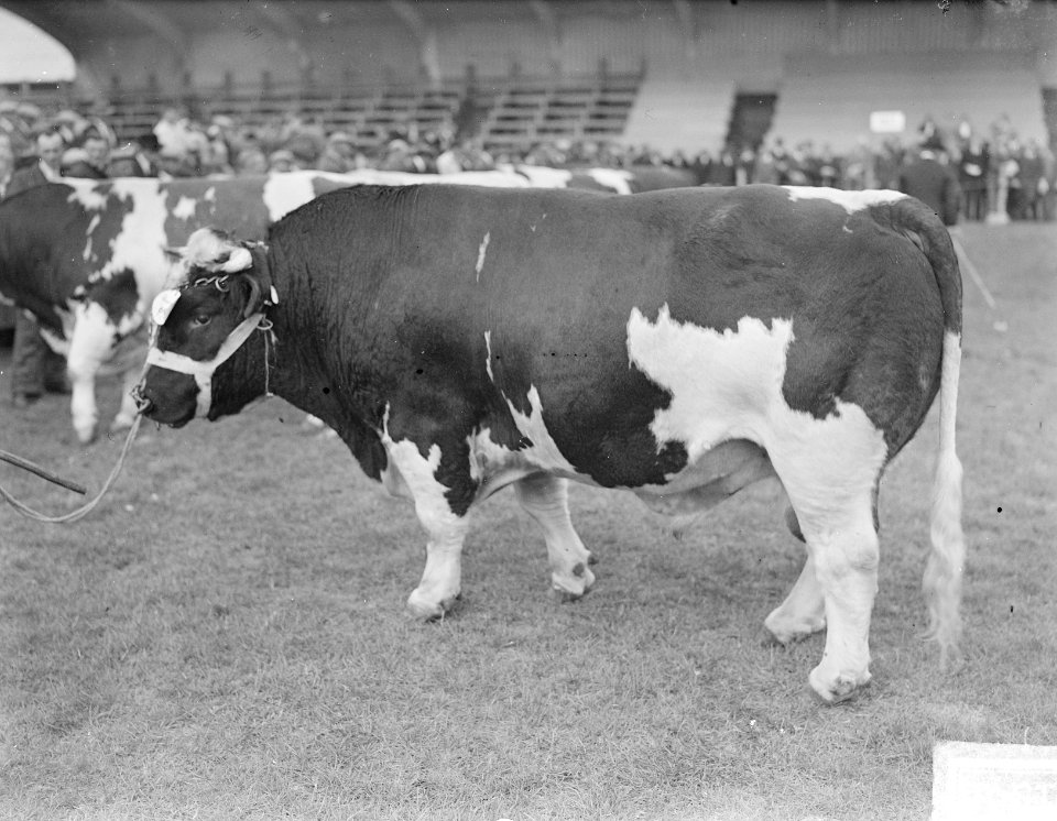 Expositie Nieuw Rundvee Stamboek , Den Bosch, Bestanddeelnr 903-6213