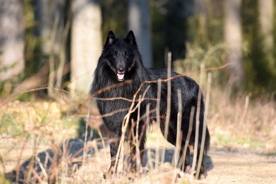 Groenendael black comrade