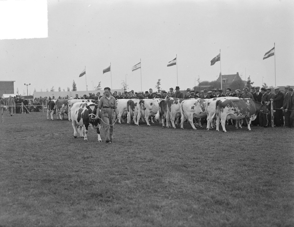 Expositie Nieuw Rundvee Stamboek , Den Bosch, Bestanddeelnr 903-6212