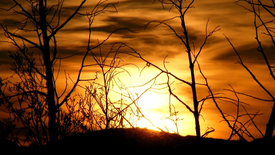 Trees sunset orange photo