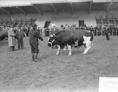 Expositie Nieuw Rundvee Stamboek , Den Bosch, Bestanddeelnr 903-6214