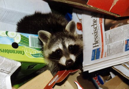 Please appreciate raccoon waste paper