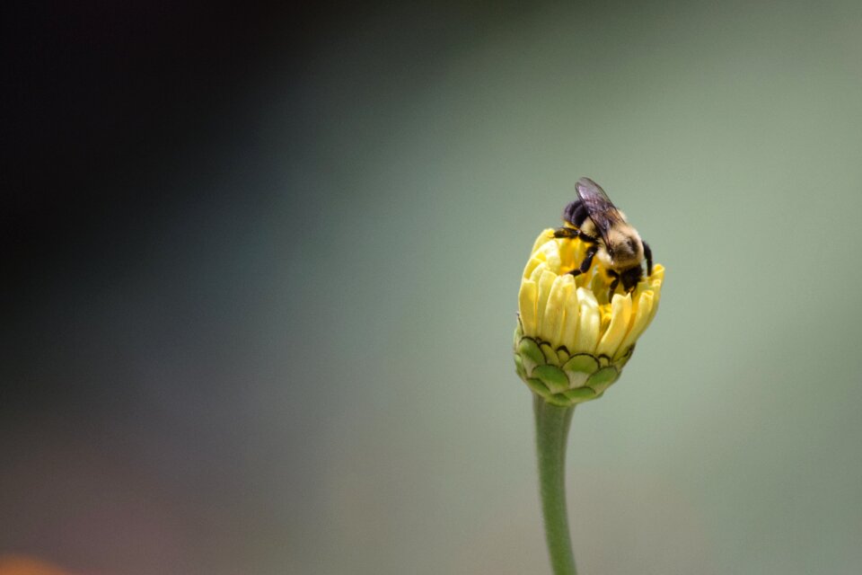 Honey bee bee on flower plant