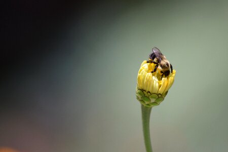 Honey bee bee on flower plant photo