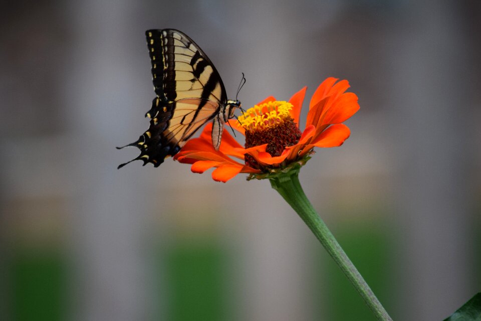 One flower blooming petals