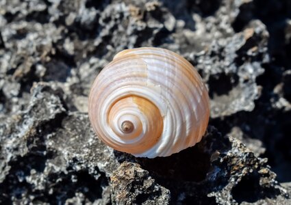 Summer nature seashell