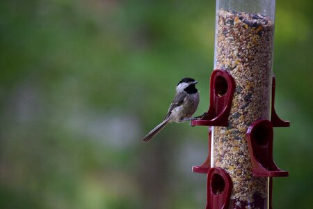 Eating songbird ornithology