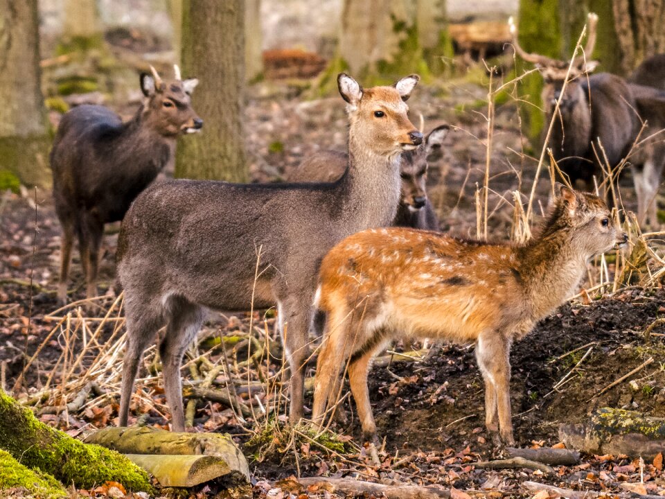 Animal mammal nature