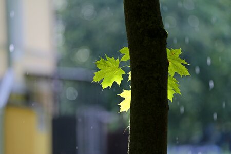 Leaves maple tree