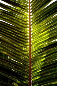 Palm tropical green