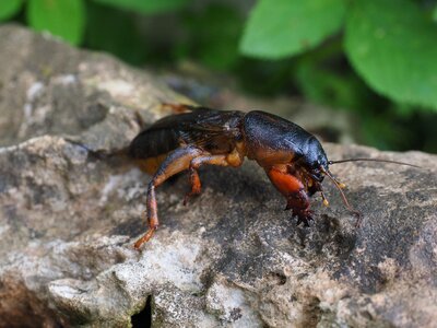 European mole cricket common mole cricket gryllotalpa gryllotalpa