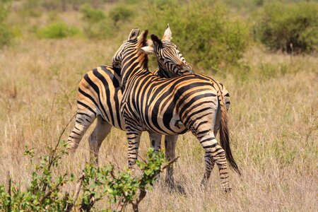 Nature animal world animals