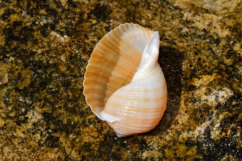 Summer nature seashell